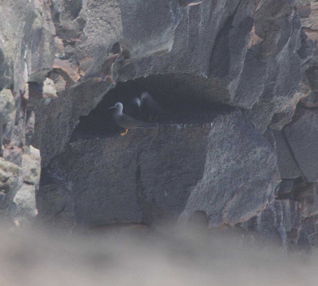 Black Noddy (melanogenys) - ML616708513