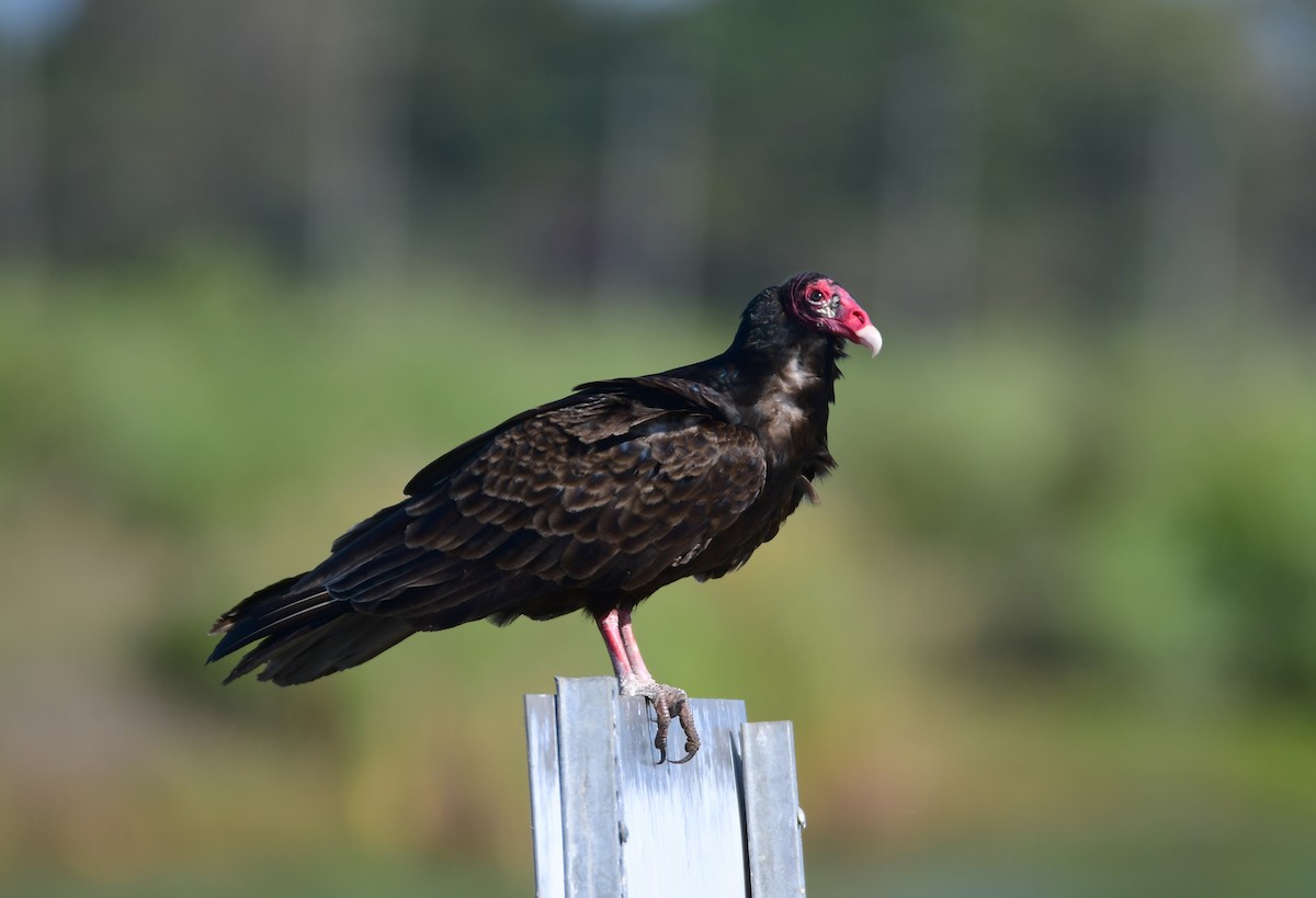 Turkey Vulture - Chaiby Leiman