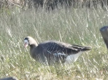 Greater White-fronted Goose - franci Holtslander