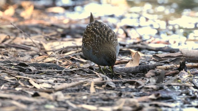 Australian Crake - ML616708543