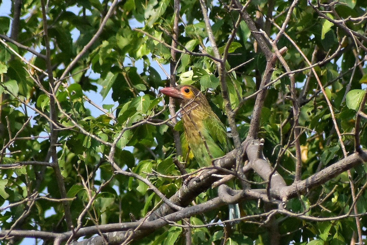 Brown-headed Barbet - ML616708561