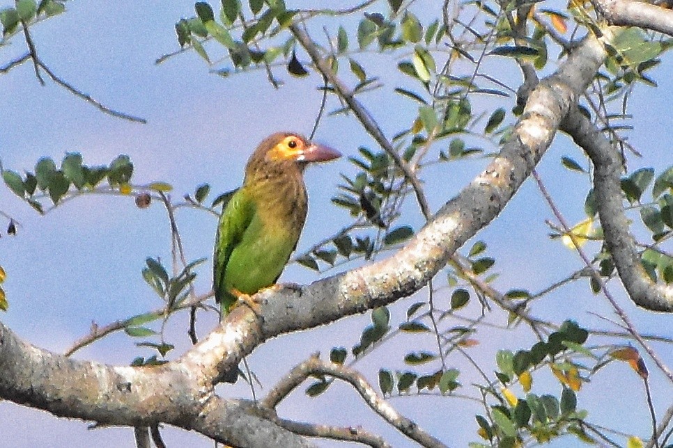 Brown-headed Barbet - ML616708562