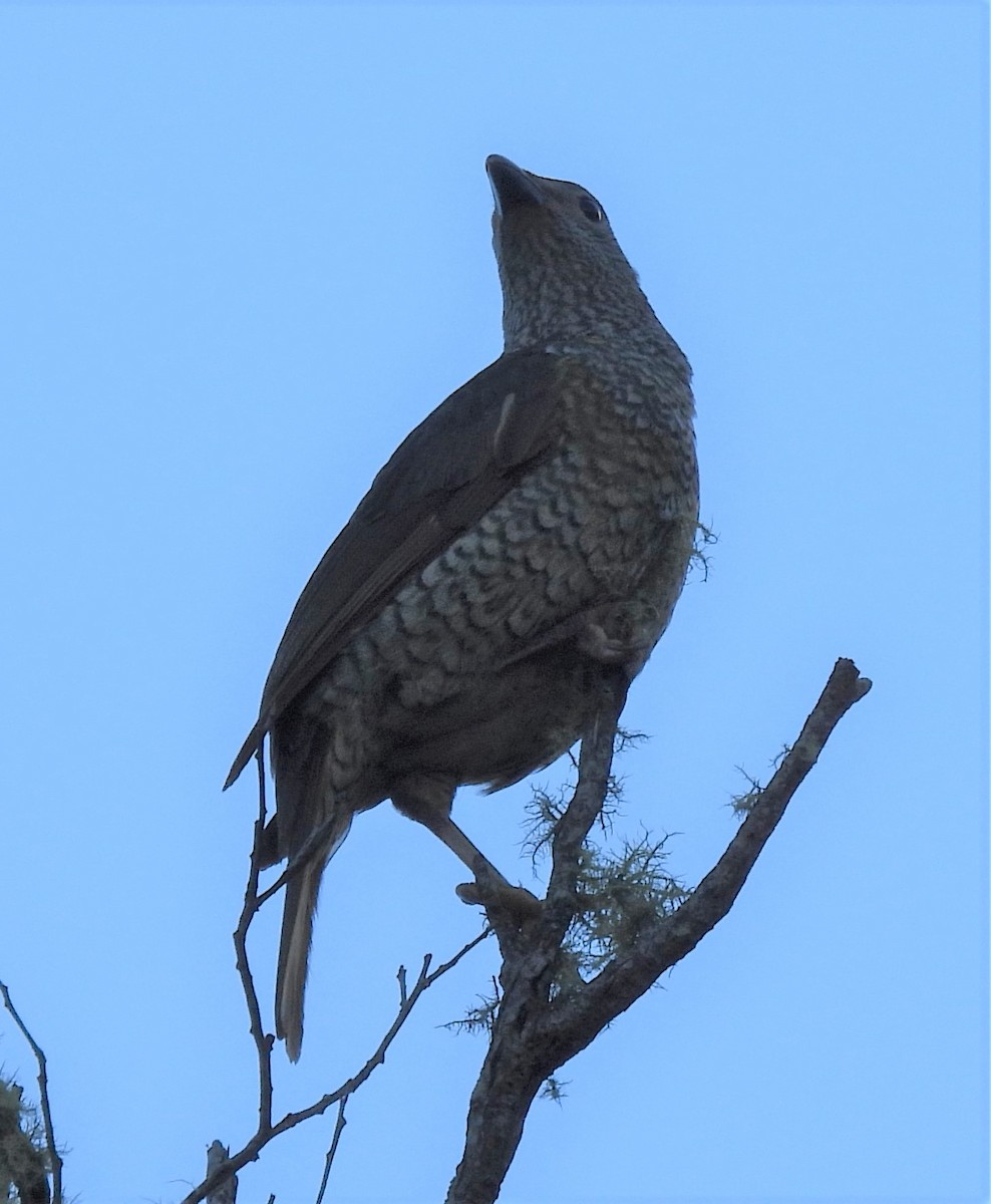 Satin Bowerbird - Kathy Wilk