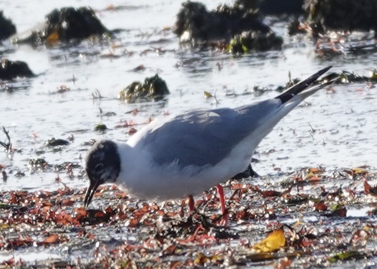 Mouette de Bonaparte - ML616708574