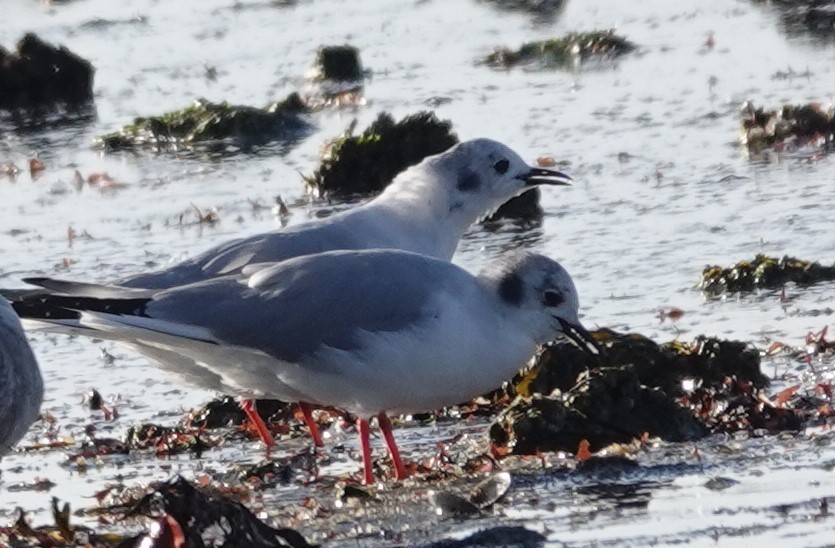 Bonaparte's Gull - ML616708575