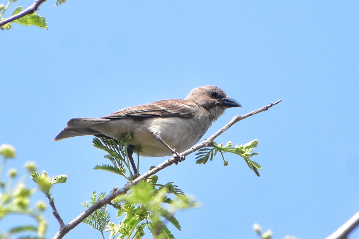 Yellow-throated Sparrow - ML616708592