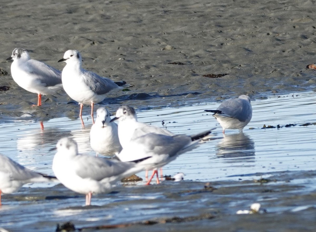 Bonaparte's Gull - ML616708593