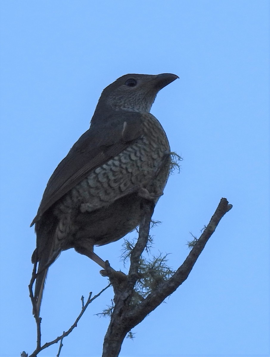 Satin Bowerbird - Kathy Wilk