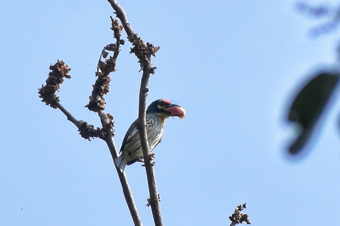 Coppersmith Barbet - ML616708615