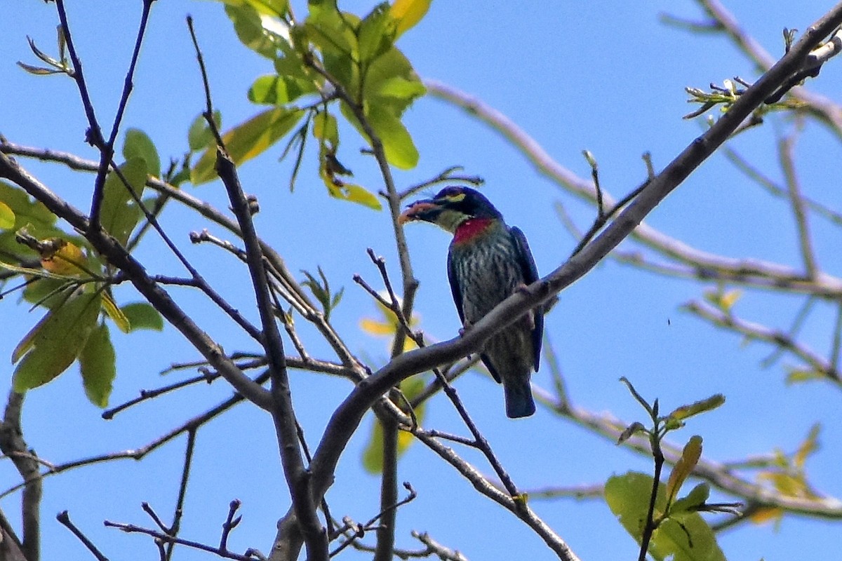 Coppersmith Barbet - ML616708616