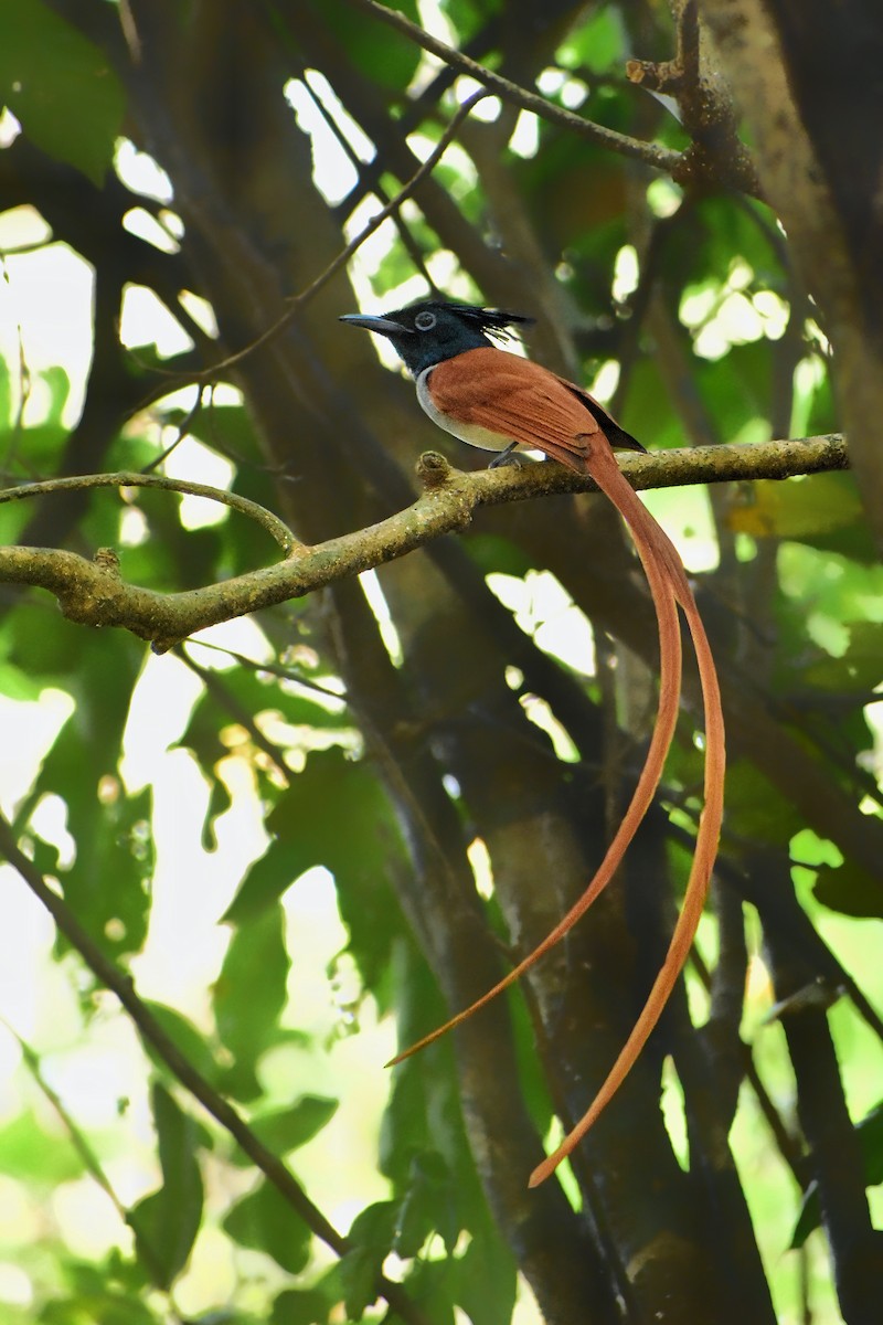 Indian Paradise-Flycatcher - ML616708623