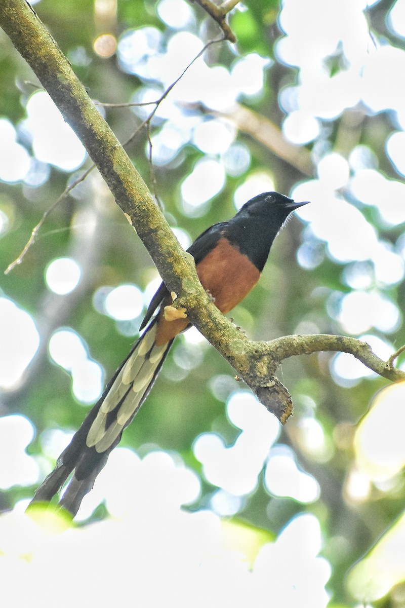 White-rumped Shama - ML616708627