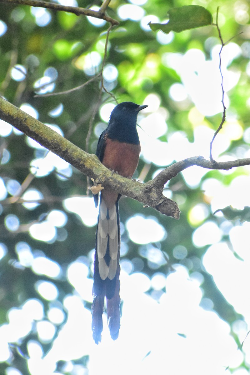 White-rumped Shama - ML616708628