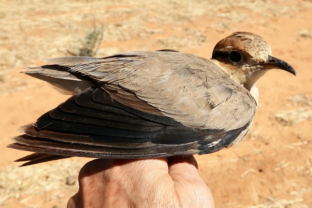 Temminck's Courser - ML616708629