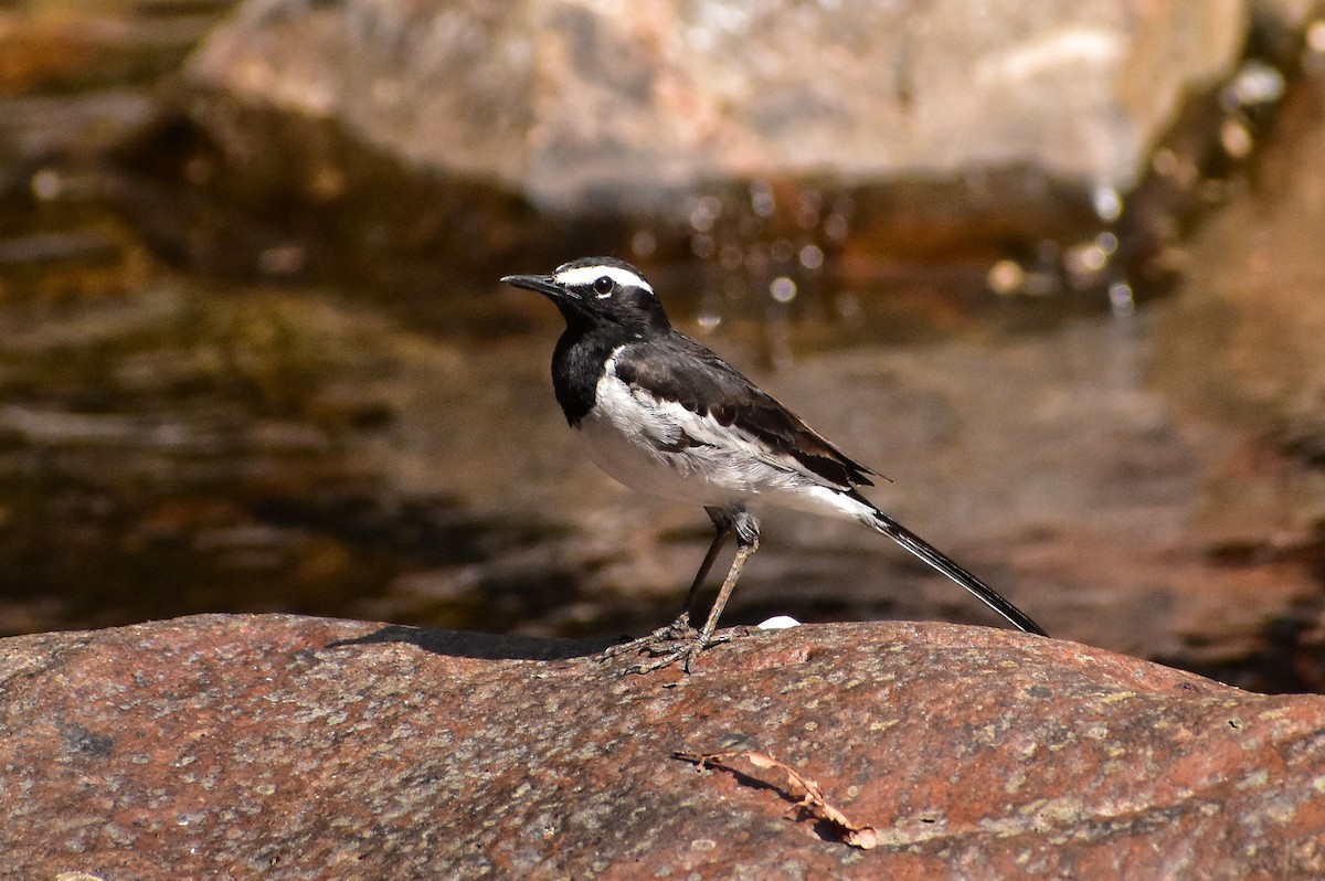 White-browed Wagtail - ML616708635