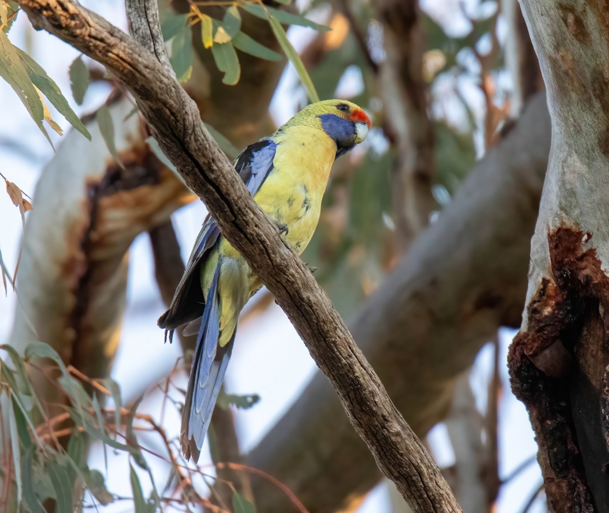 Crimson Rosella - Craig McQueen