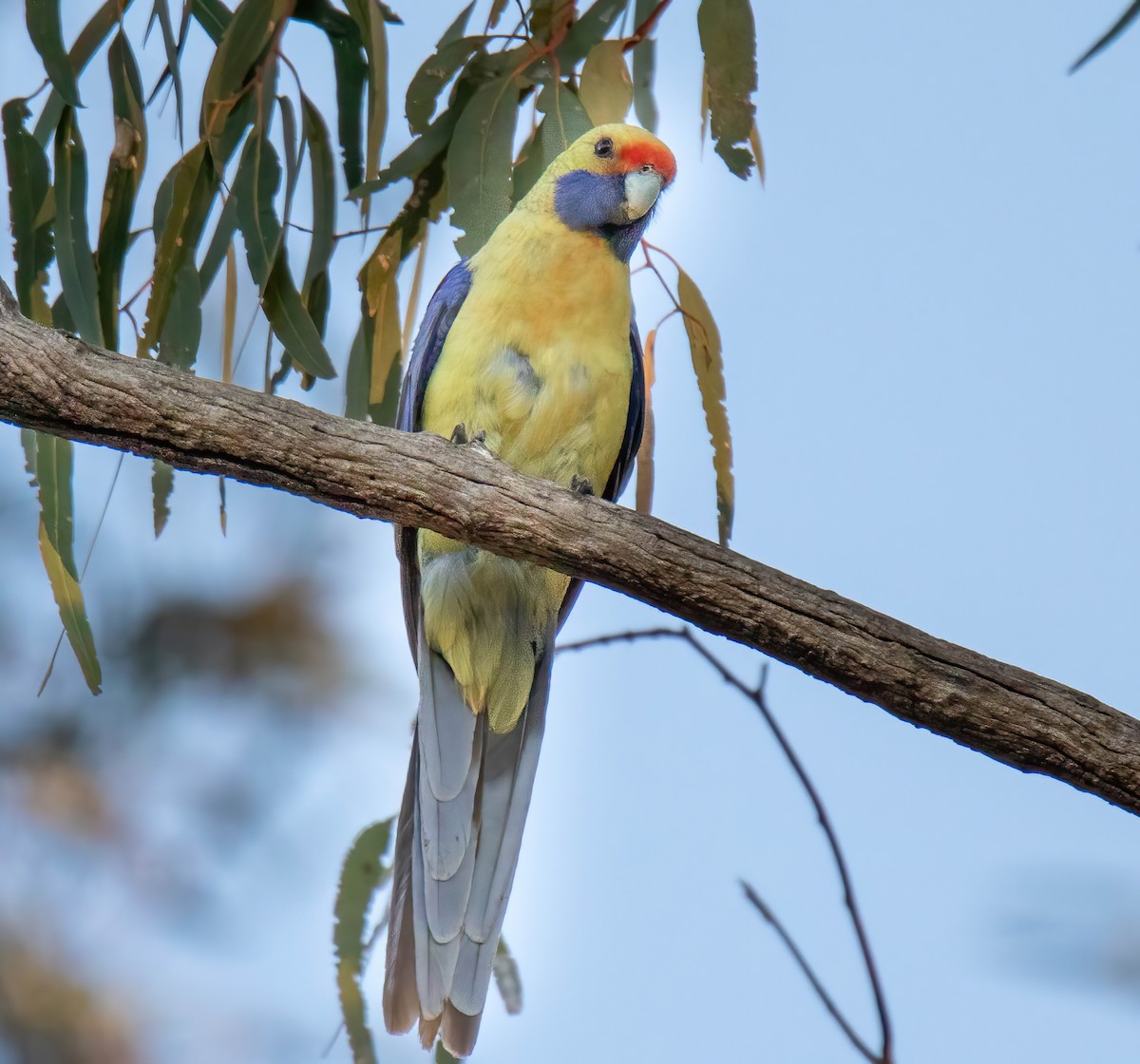 Crimson Rosella - Craig McQueen