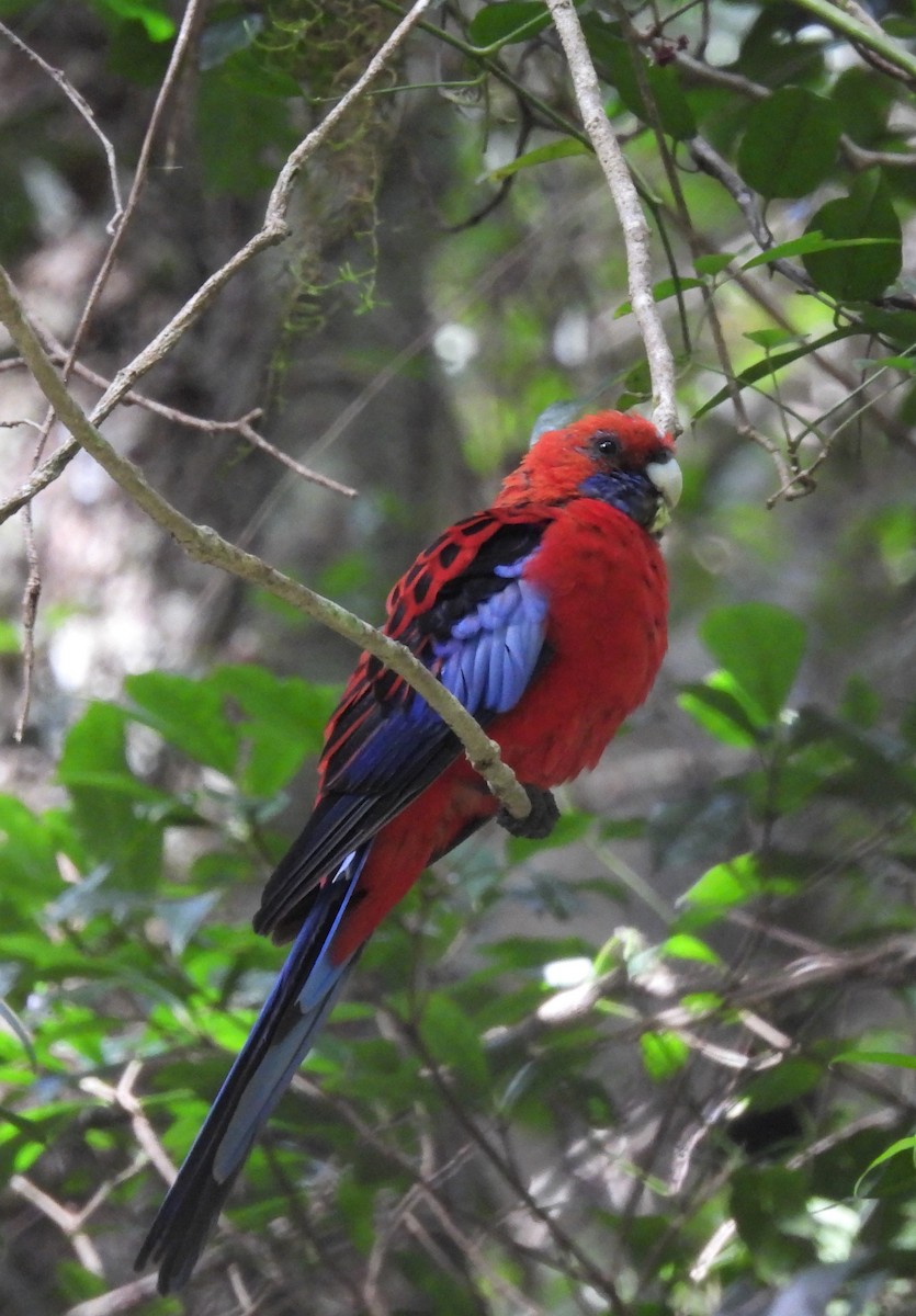 Crimson Rosella - Kathy Wilk