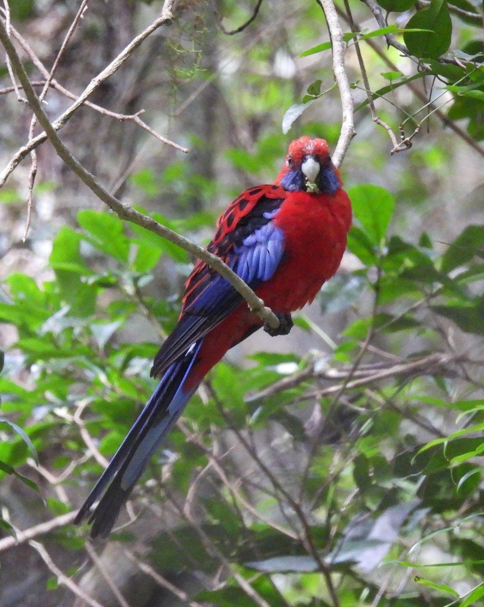 Crimson Rosella - Kathy Wilk