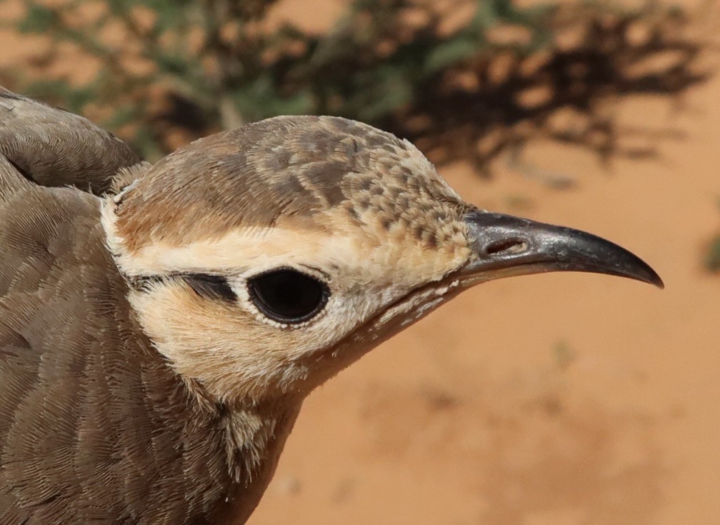 Temminck's Courser - Ursula Bryson