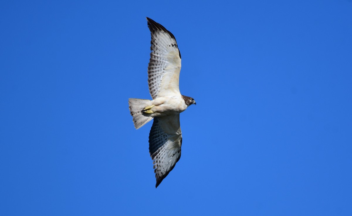 Short-tailed Hawk - ML616708744