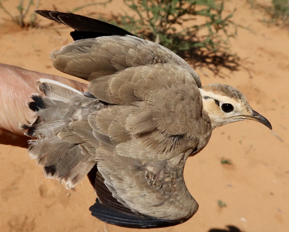 Temminck's Courser - ML616708748