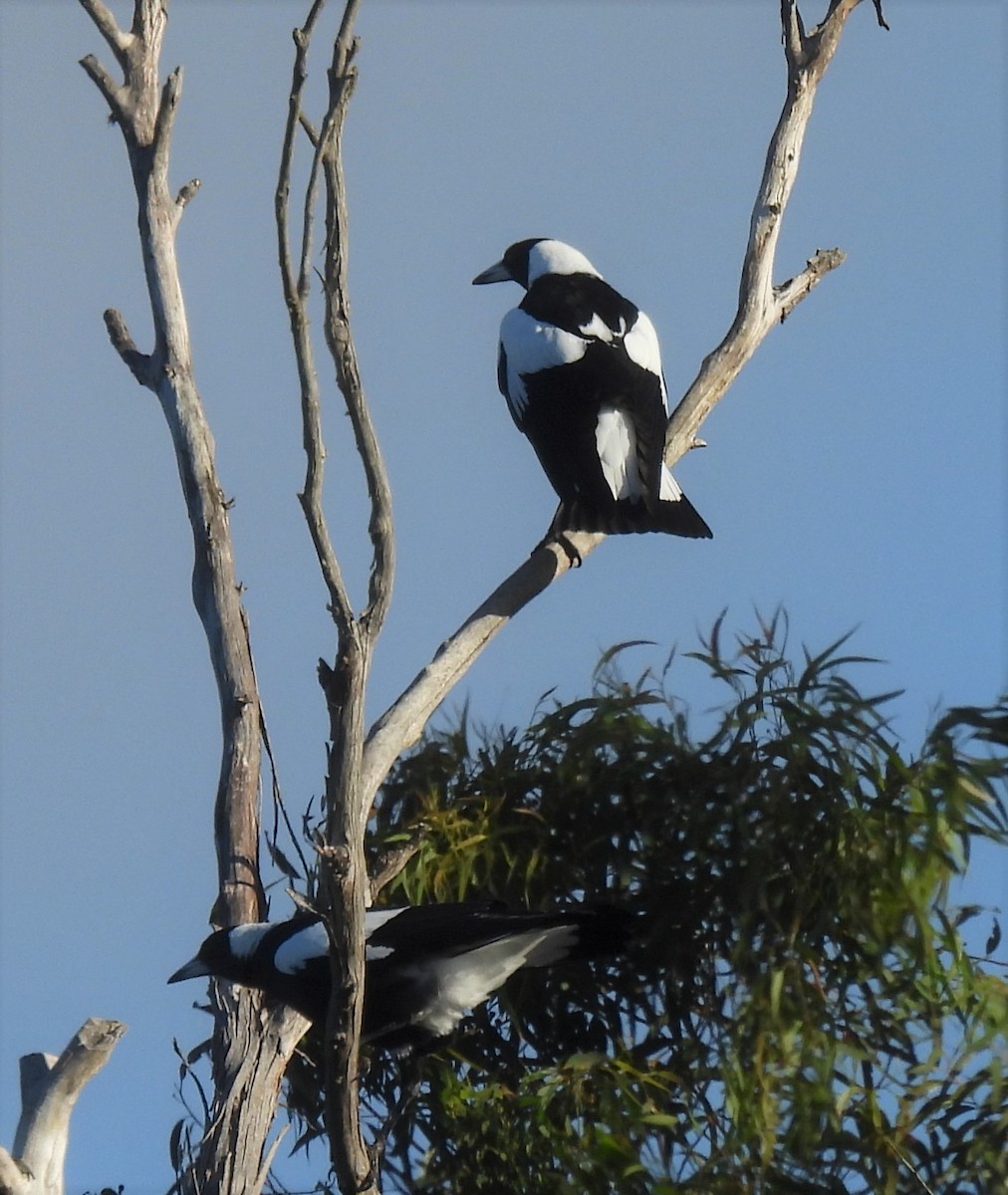 Australian Magpie - ML616708760