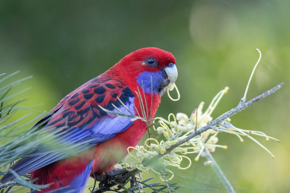 Crimson Rosella - ML616708776