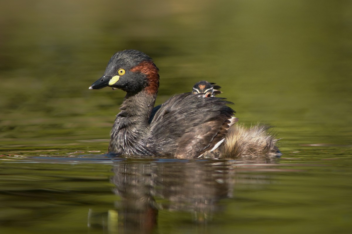 Australasian Grebe - ML616708805