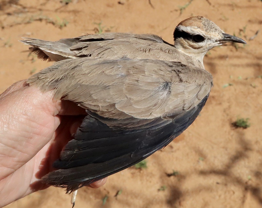 Temminck's Courser - ML616708814