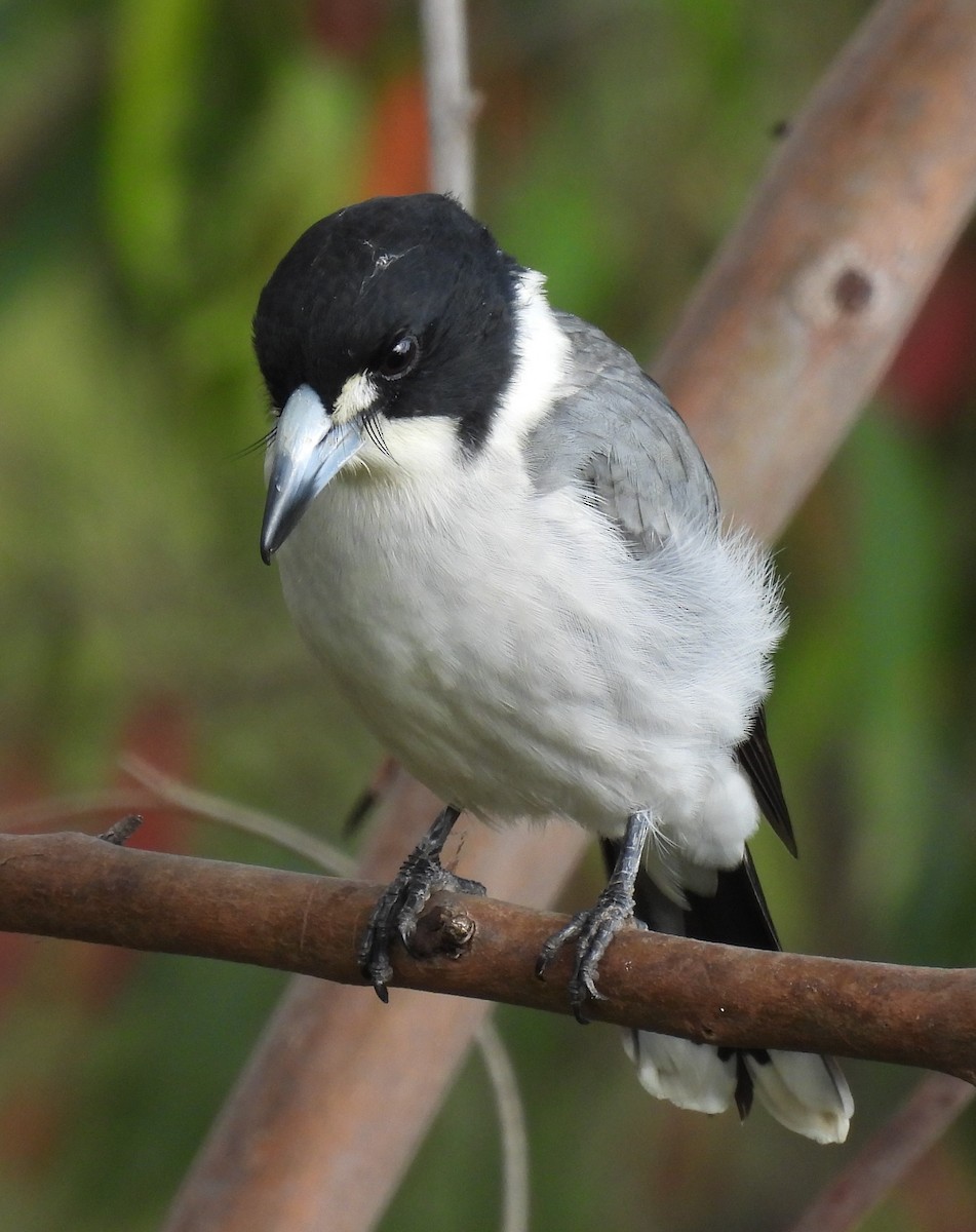 Gray Butcherbird - Kathy Wilk