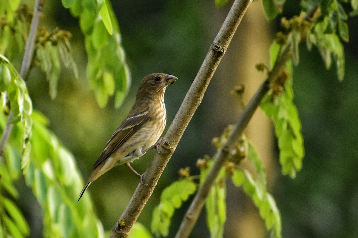 Common Rosefinch - ML616708909