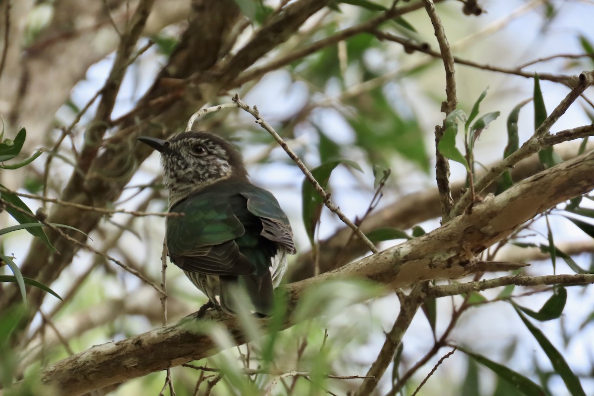 Shining Bronze-Cuckoo - ML616708921