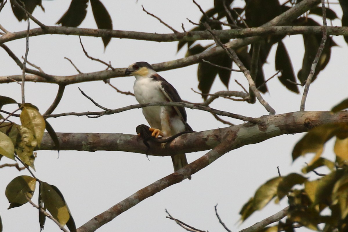 Pearl Kite - ML616708946