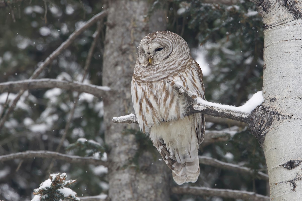 Barred Owl - Trevor Churchill