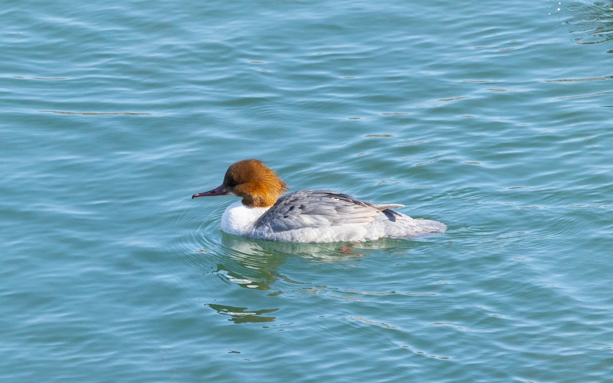 Common Merganser - John Zheng