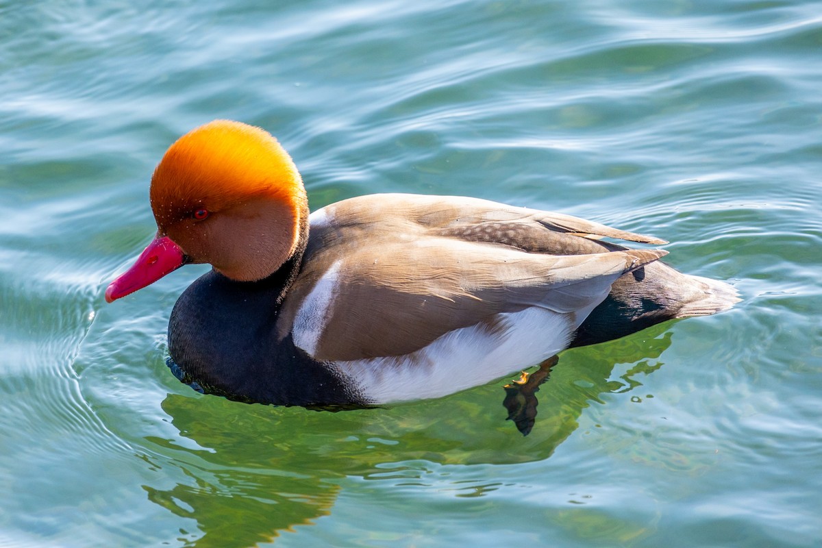 Red-crested Pochard - John Zheng