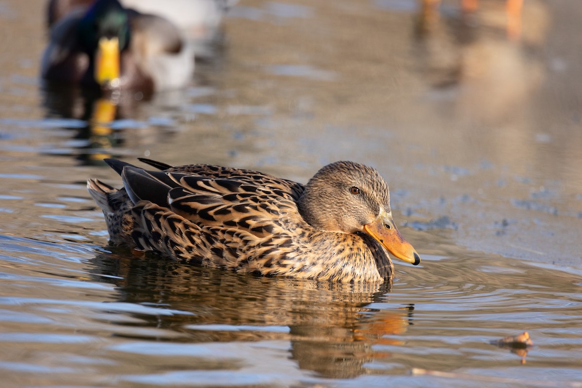 Mallard - John Zheng