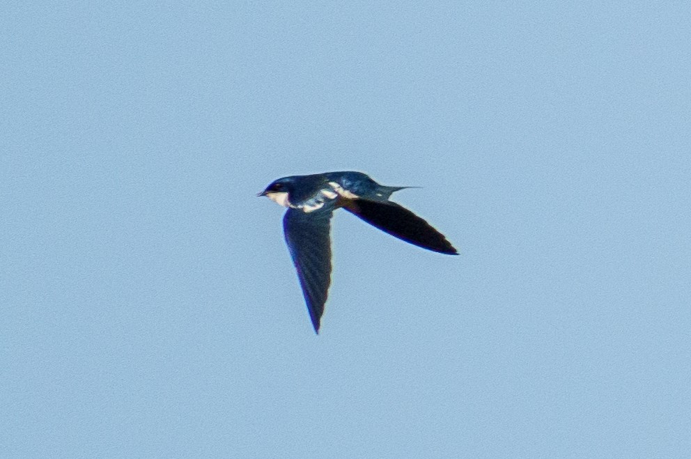 Pied-winged Swallow - Laurent Esselen