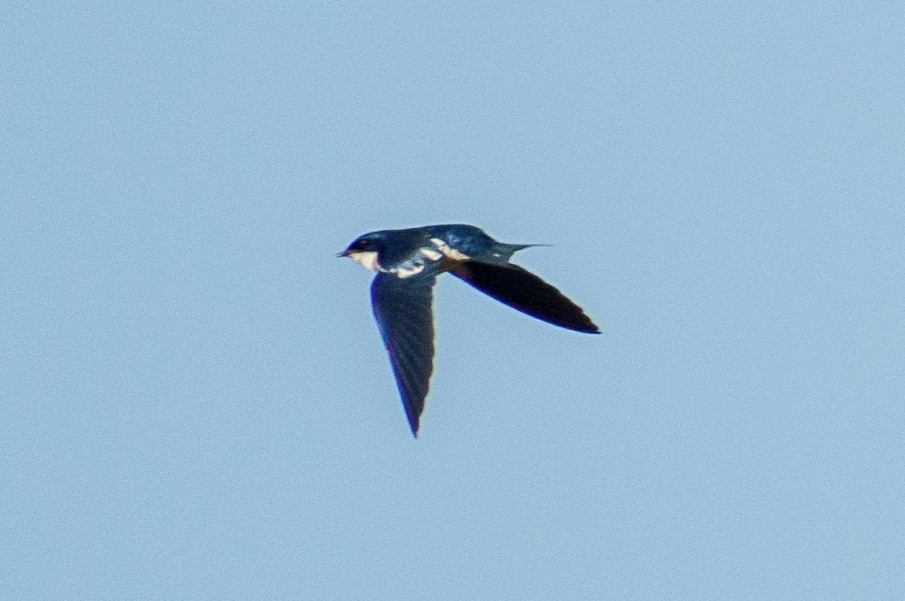 Pied-winged Swallow - ML616709025