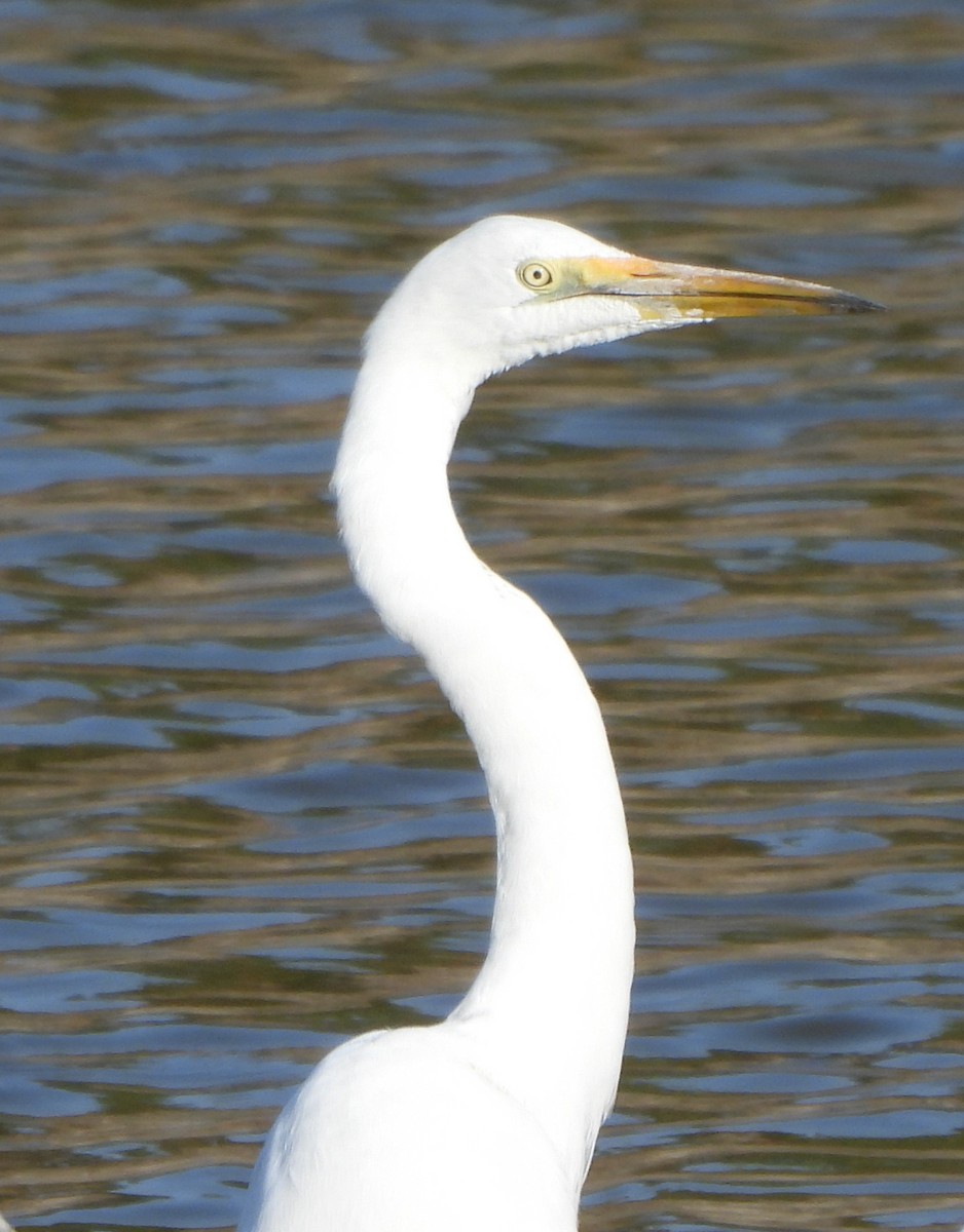 Great Egret - ML616709034