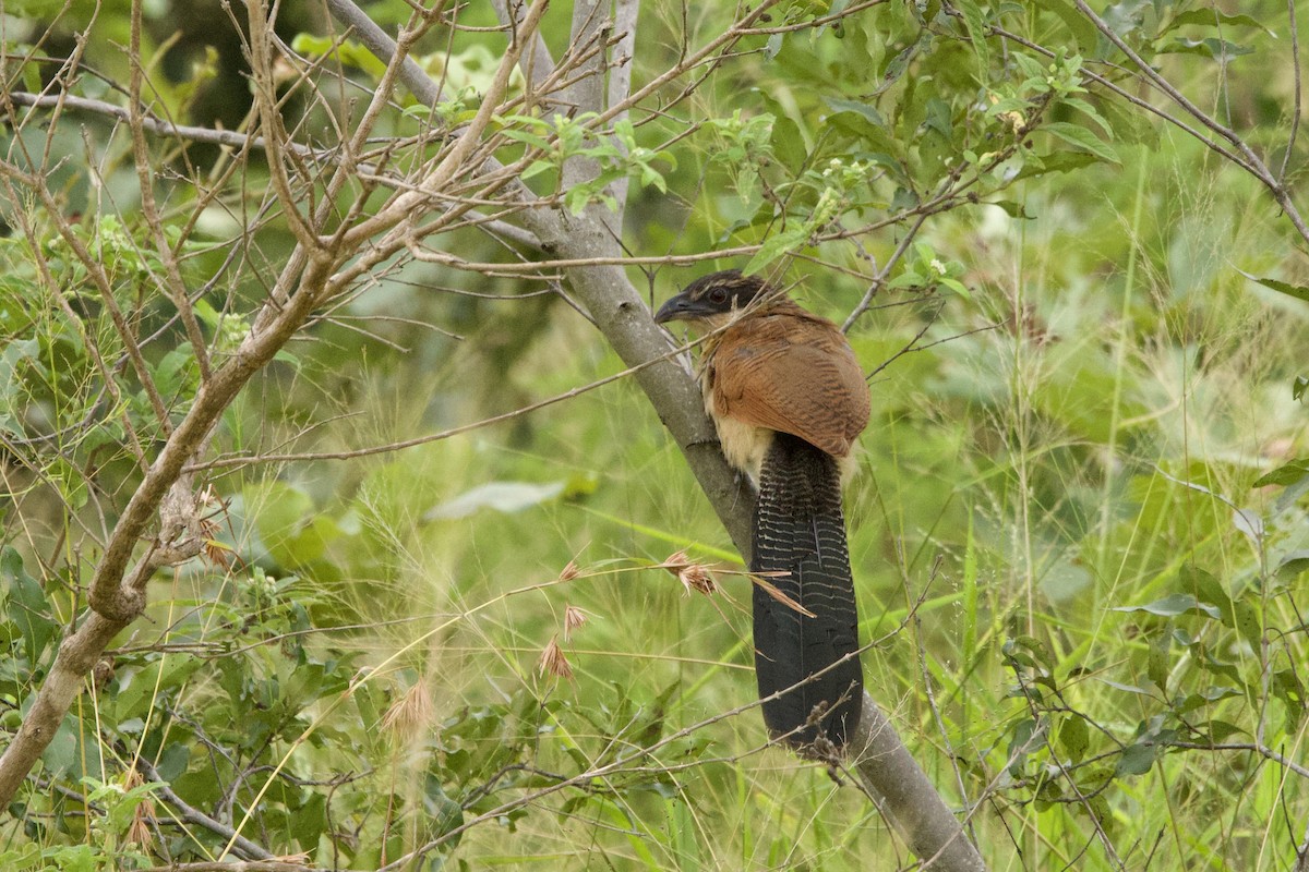 White-browed Coucal (Burchell's) - ML616709035