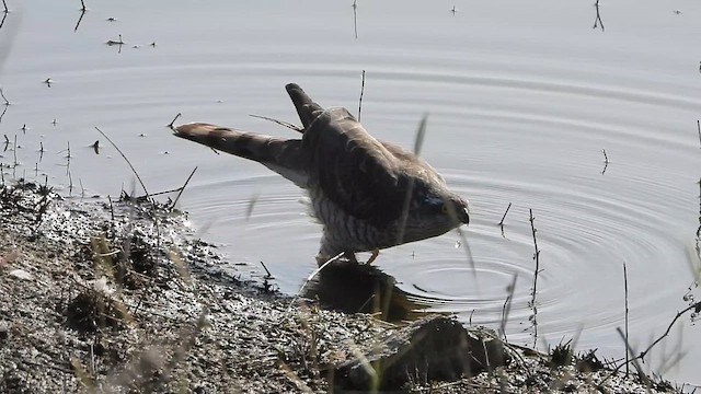 Eurasian Sparrowhawk - ML616709043