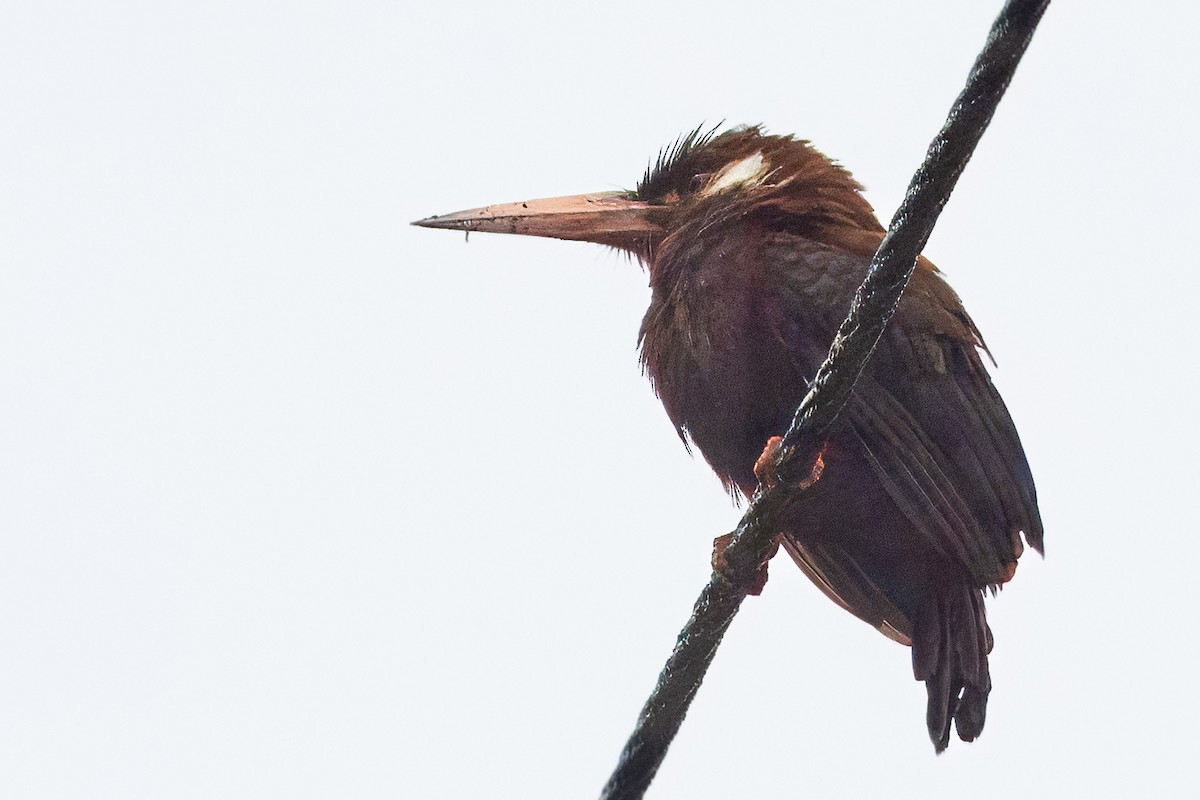 White-eared Jacamar - John Rogers