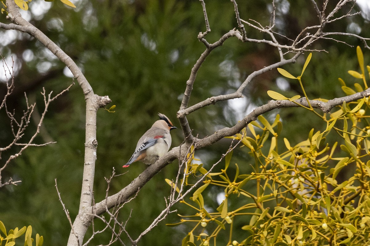 Japanese Waxwing - ML616709081