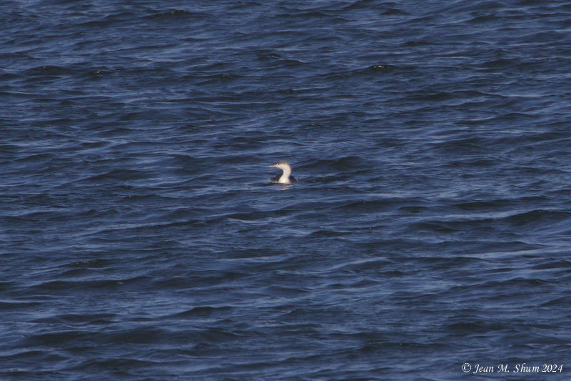 Red-throated Loon - ML616709128