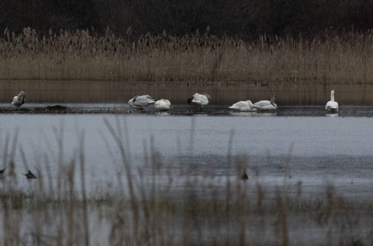 Trumpeter Swan - ML616709183