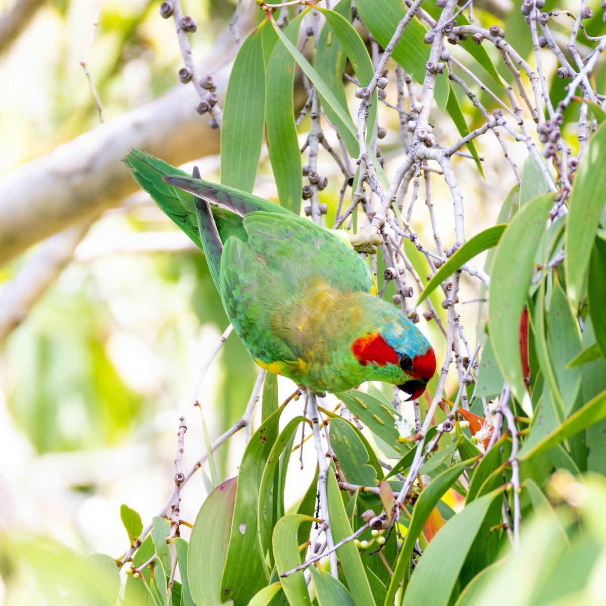 Musk Lorikeet - ML616709209