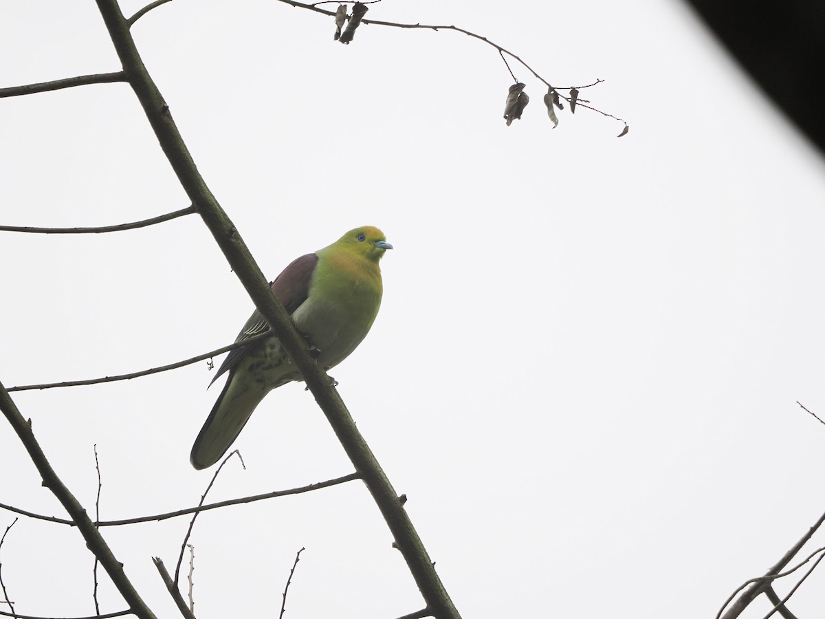 White-bellied Green-Pigeon - Kuan Chih Yu