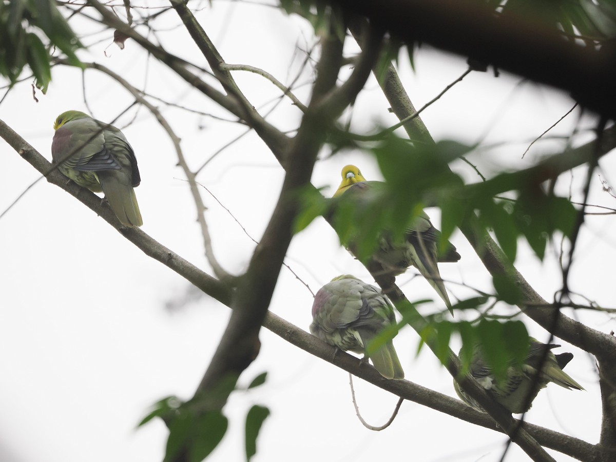 White-bellied Green-Pigeon - Kuan Chih Yu